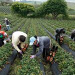 El plátano fermentado: la nueva fuente colombiana de hidrógeno limpio