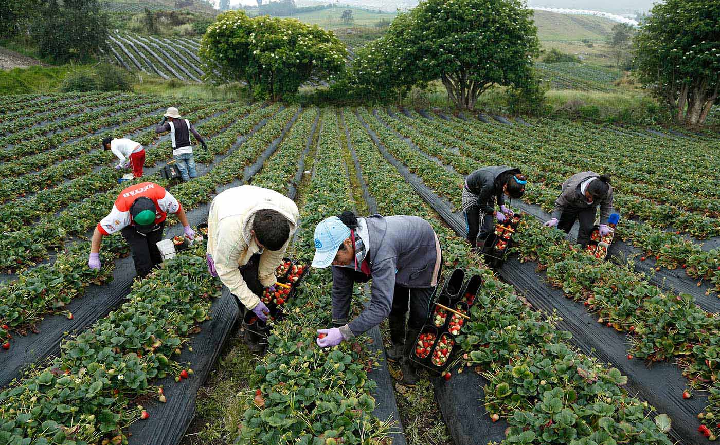 ¿Agro colombiano beneficiado por baja en aranceles de Trump? Estos son los productos