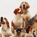 Beautiful shot of different dog breeds resting on a white surface with a white background